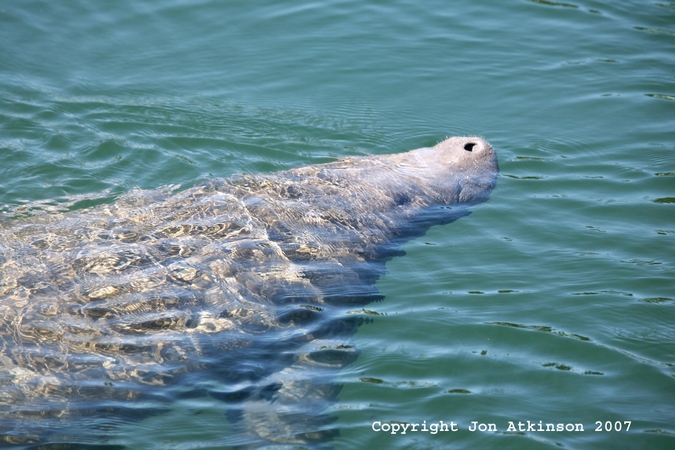 Manatee